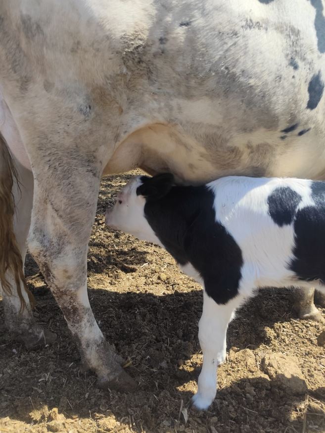 Stigla nam je Lilly!